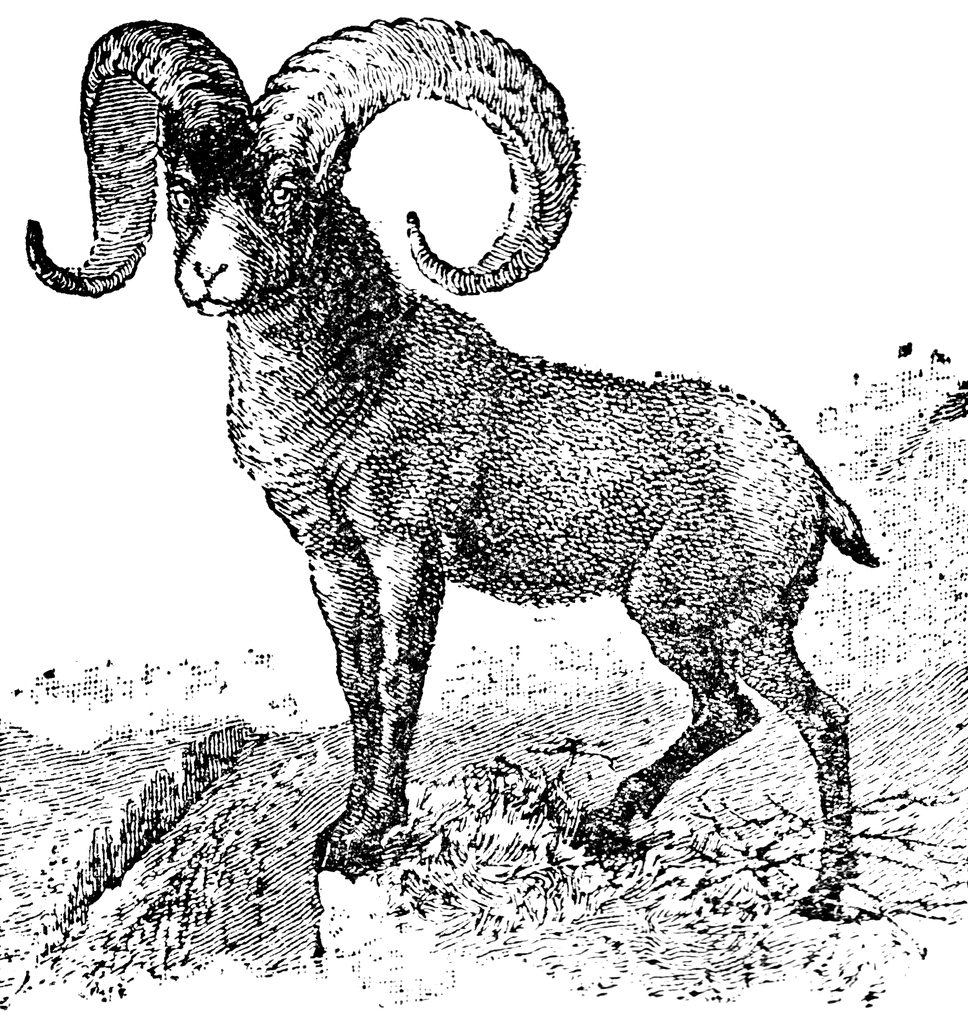 Mountain Goat clipart #4, Download drawings