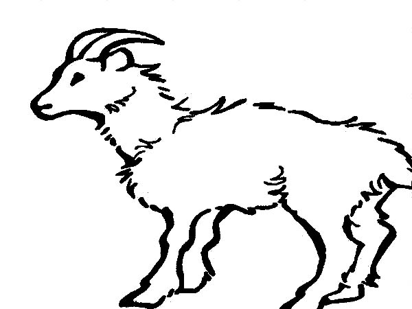 Mountain Goat coloring #3, Download drawings
