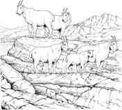 Mountain Goat coloring #12, Download drawings