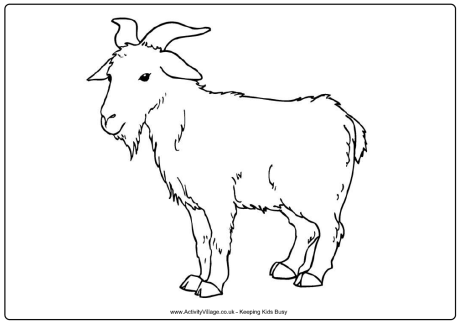 Mountain Goat coloring #14, Download drawings
