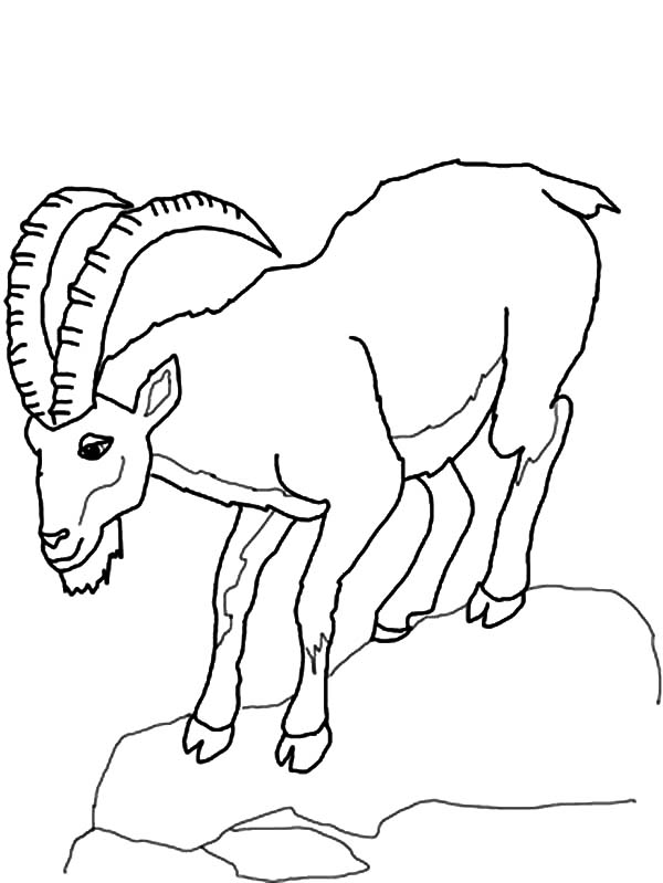 Mountain Goat coloring #19, Download drawings
