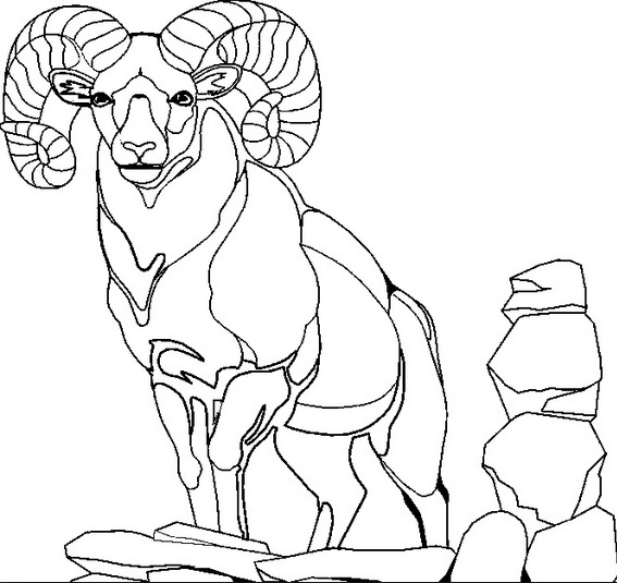 Mountain Goat coloring #1, Download drawings
