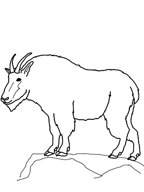 Mountain Goat coloring #18, Download drawings