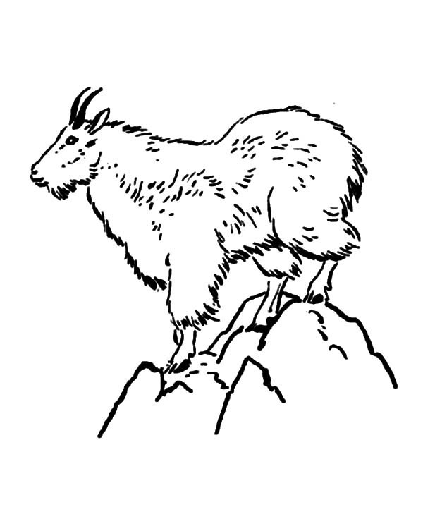 Mountain Goat coloring #16, Download drawings