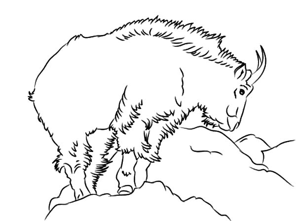 Mountain Goat coloring #17, Download drawings