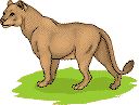 Mountain Lion clipart #11, Download drawings