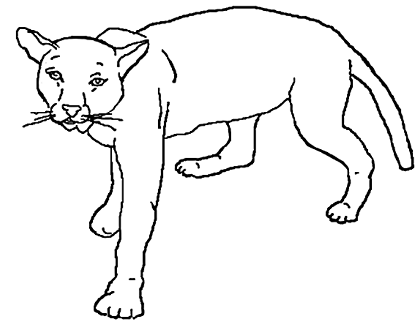 Mountain Lion coloring #17, Download drawings