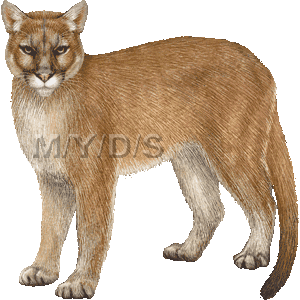 Mountain Lion clipart #14, Download drawings