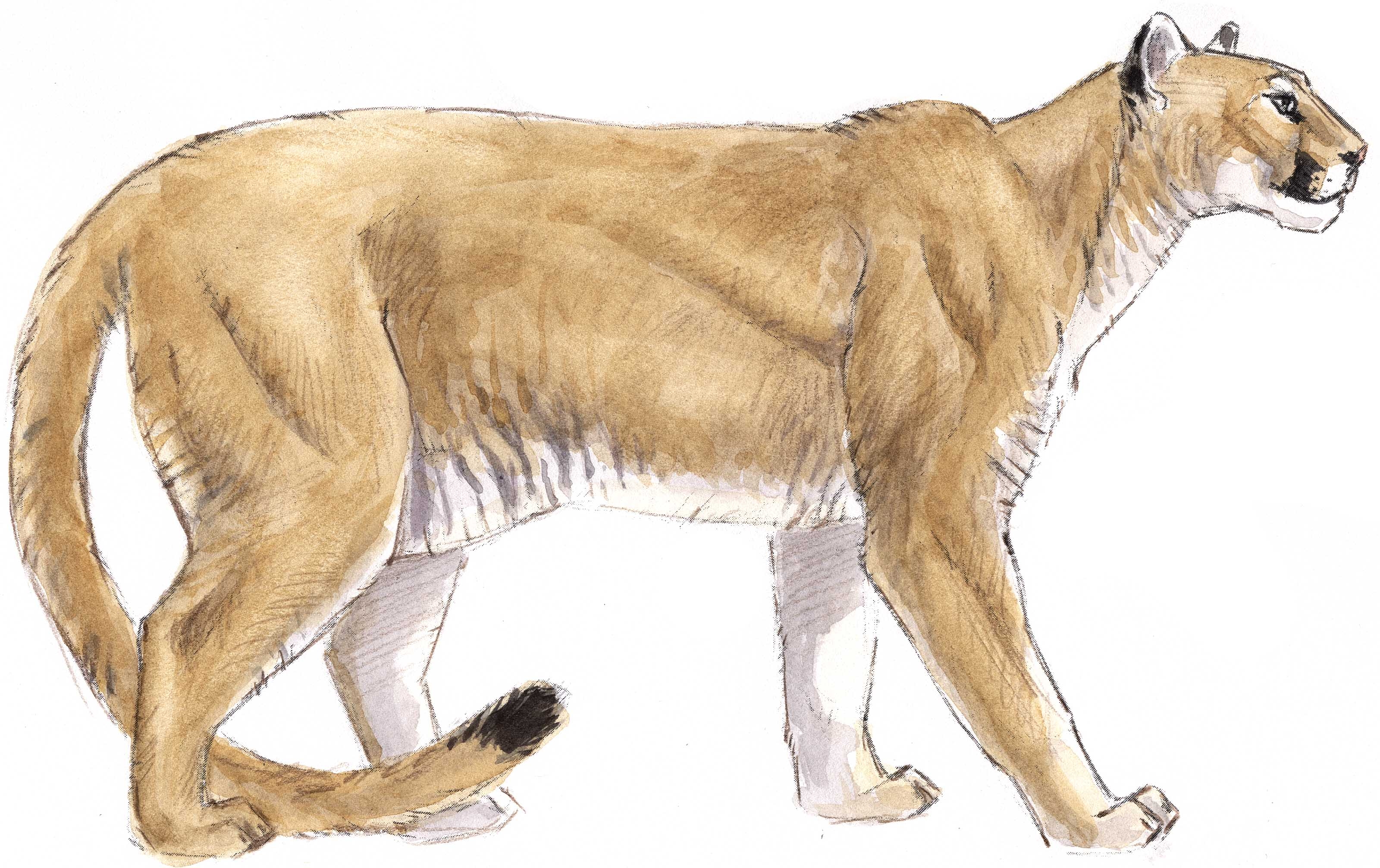Mountain Lion clipart #2, Download drawings