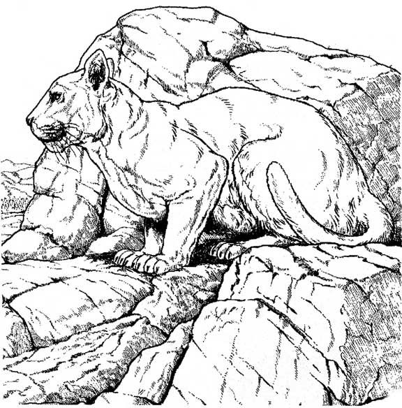 Mountain Lion coloring #11, Download drawings