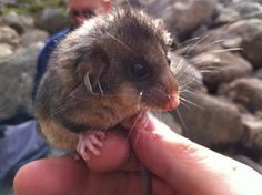 Mountain Pygmy Possum clipart #12, Download drawings