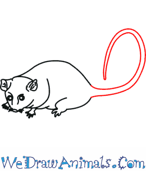Mountain Pygmy Possum coloring #7, Download drawings