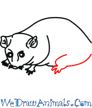 Mountain Pygmy Possum coloring #11, Download drawings