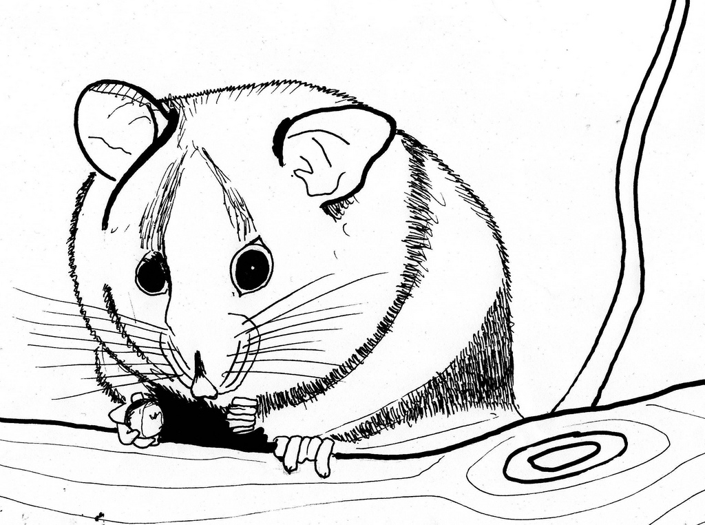 Mountain Pygmy Possum coloring #5, Download drawings