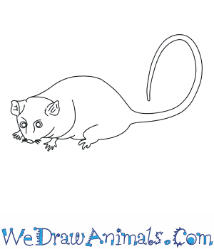 Mountain Pygmy Possum coloring #3, Download drawings