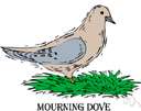 Mourning Dove clipart #15, Download drawings