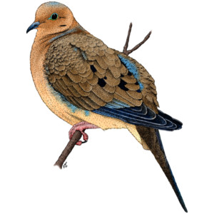 Mourning Dove clipart #5, Download drawings