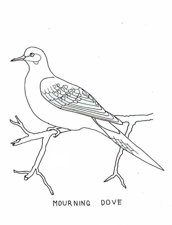 Mourning Dove coloring #20, Download drawings