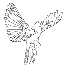 Mourning Dove coloring #2, Download drawings