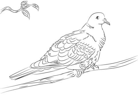 Mourning Dove coloring #5, Download drawings