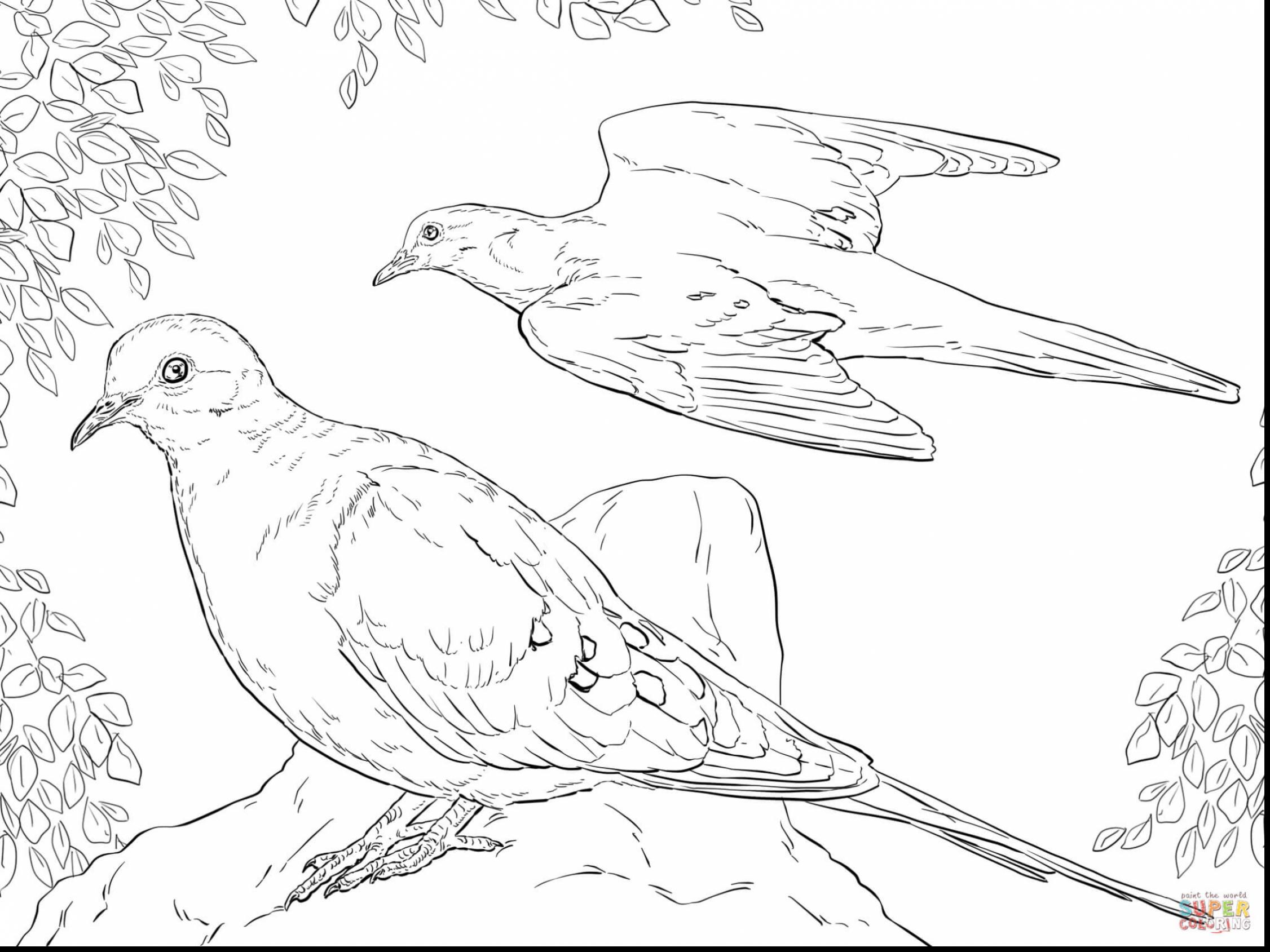 Mourning Dove coloring #1, Download drawings