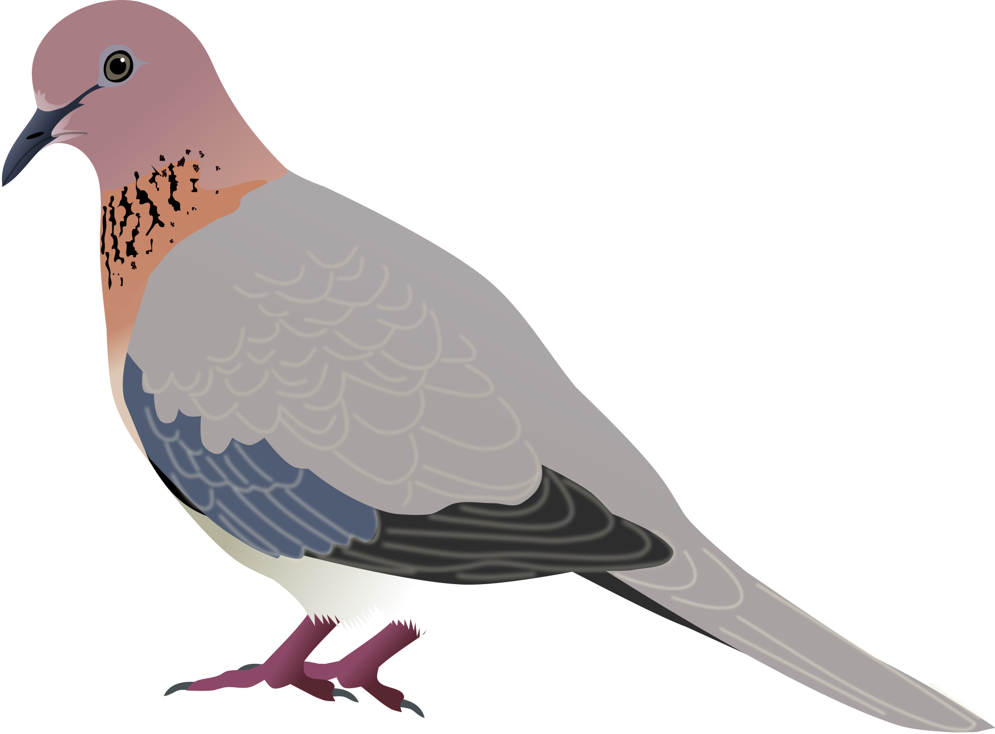 Mourning Dove svg #14, Download drawings