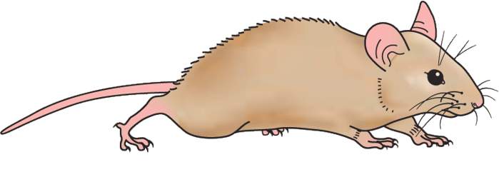 Mouse clipart #12, Download drawings