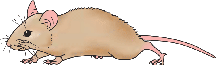 Mouse clipart #5, Download drawings