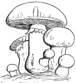 Mushroom coloring #9, Download drawings