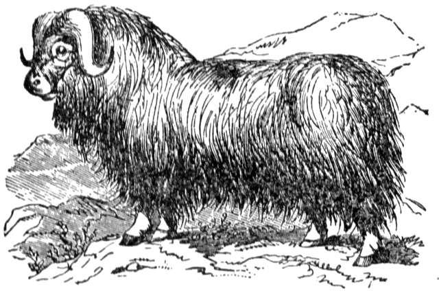 Muskox clipart #7, Download drawings