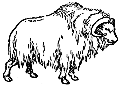 Muskox clipart #20, Download drawings