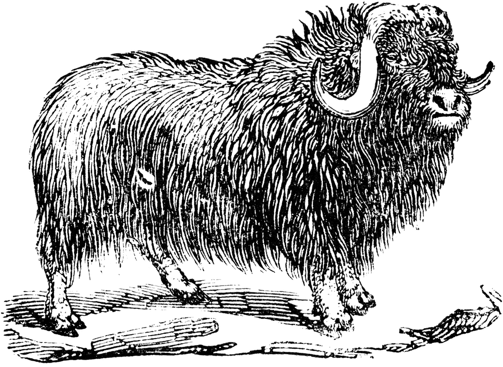 Muskox clipart #6, Download drawings