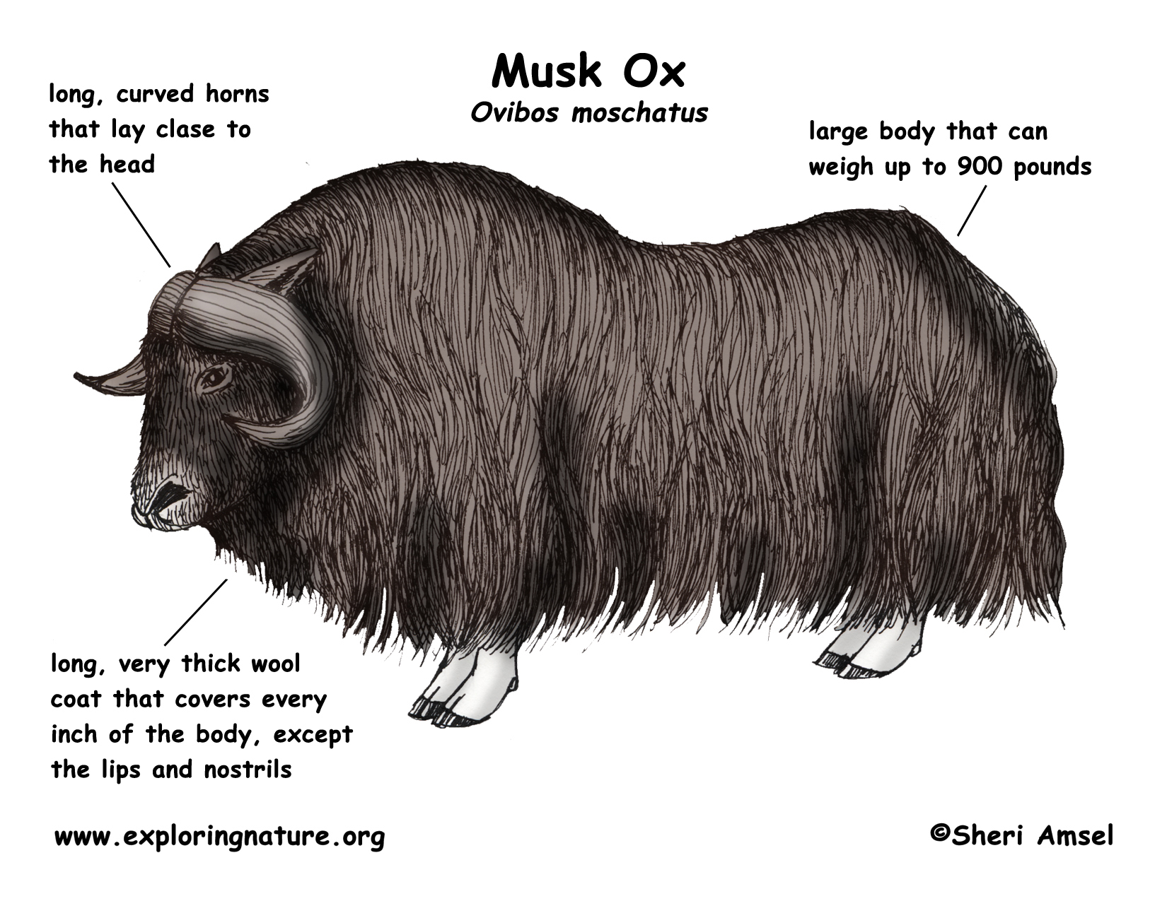 Muskox coloring #8, Download drawings