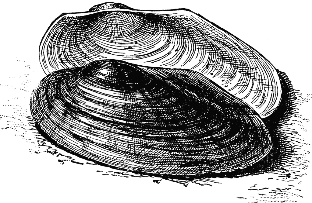Mussel clipart #1, Download drawings
