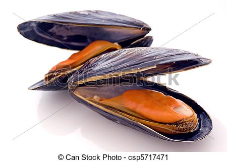 Mussel clipart #10, Download drawings