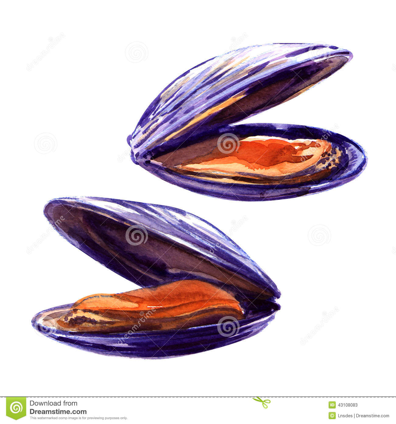 Mussel clipart #8, Download drawings