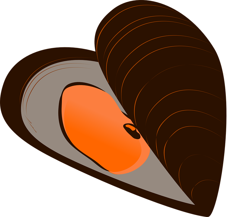 Mussel svg #15, Download drawings