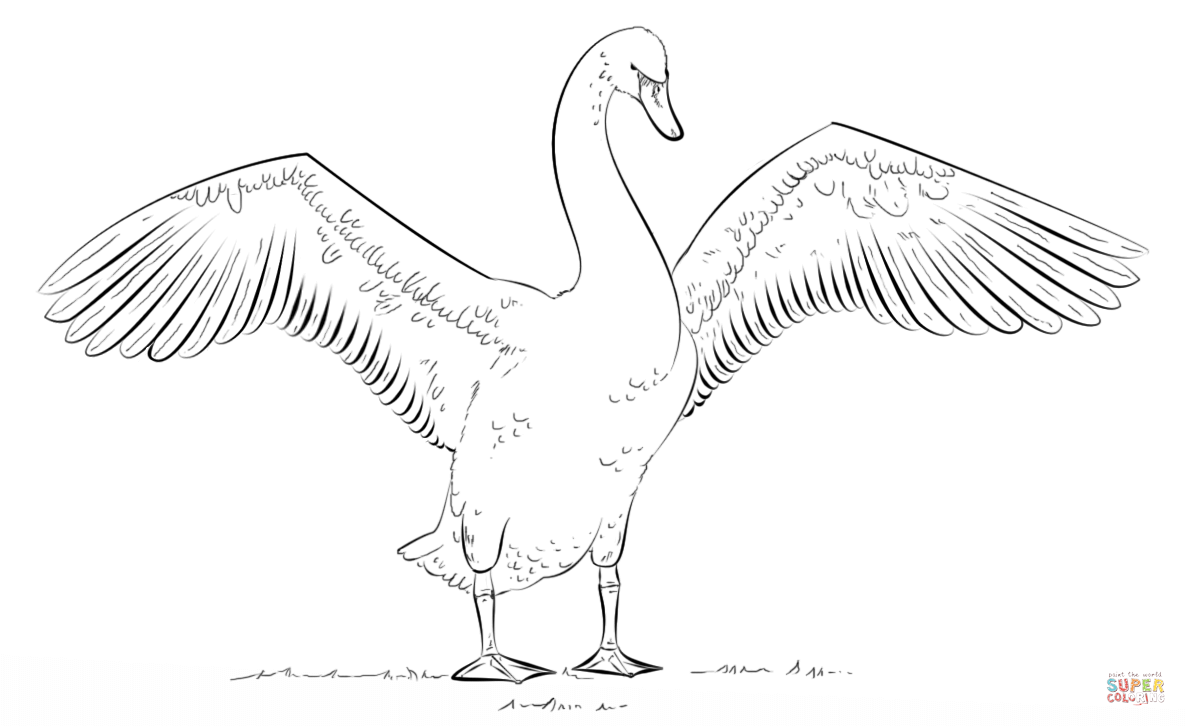 Trumpeter Swan coloring #14, Download drawings