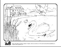 Mute Swan coloring #16, Download drawings