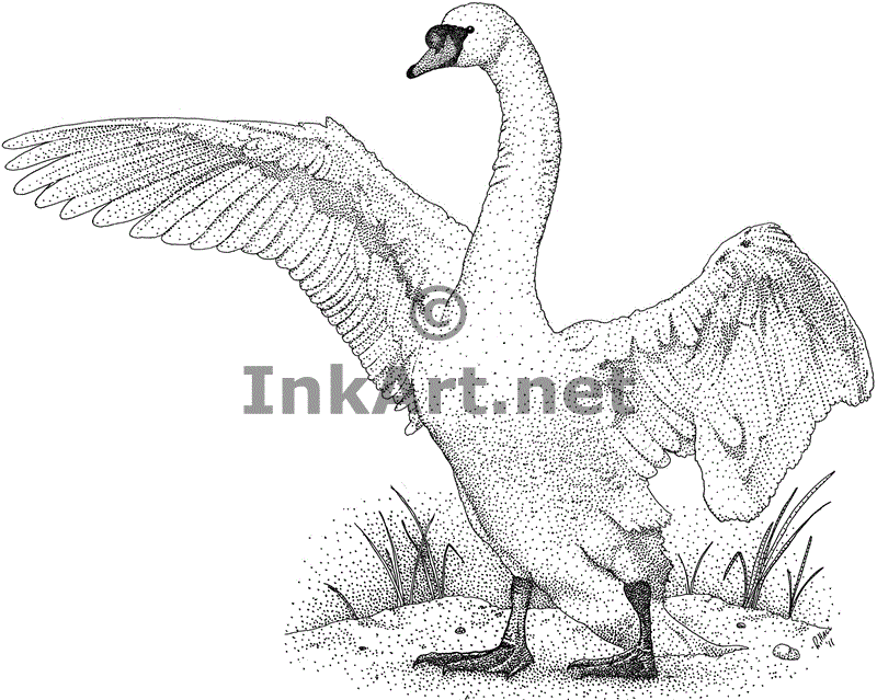 Mute Swan coloring #11, Download drawings