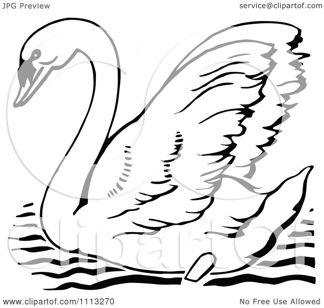Mute Swan coloring #12, Download drawings