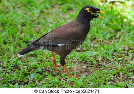 Myna clipart #5, Download drawings