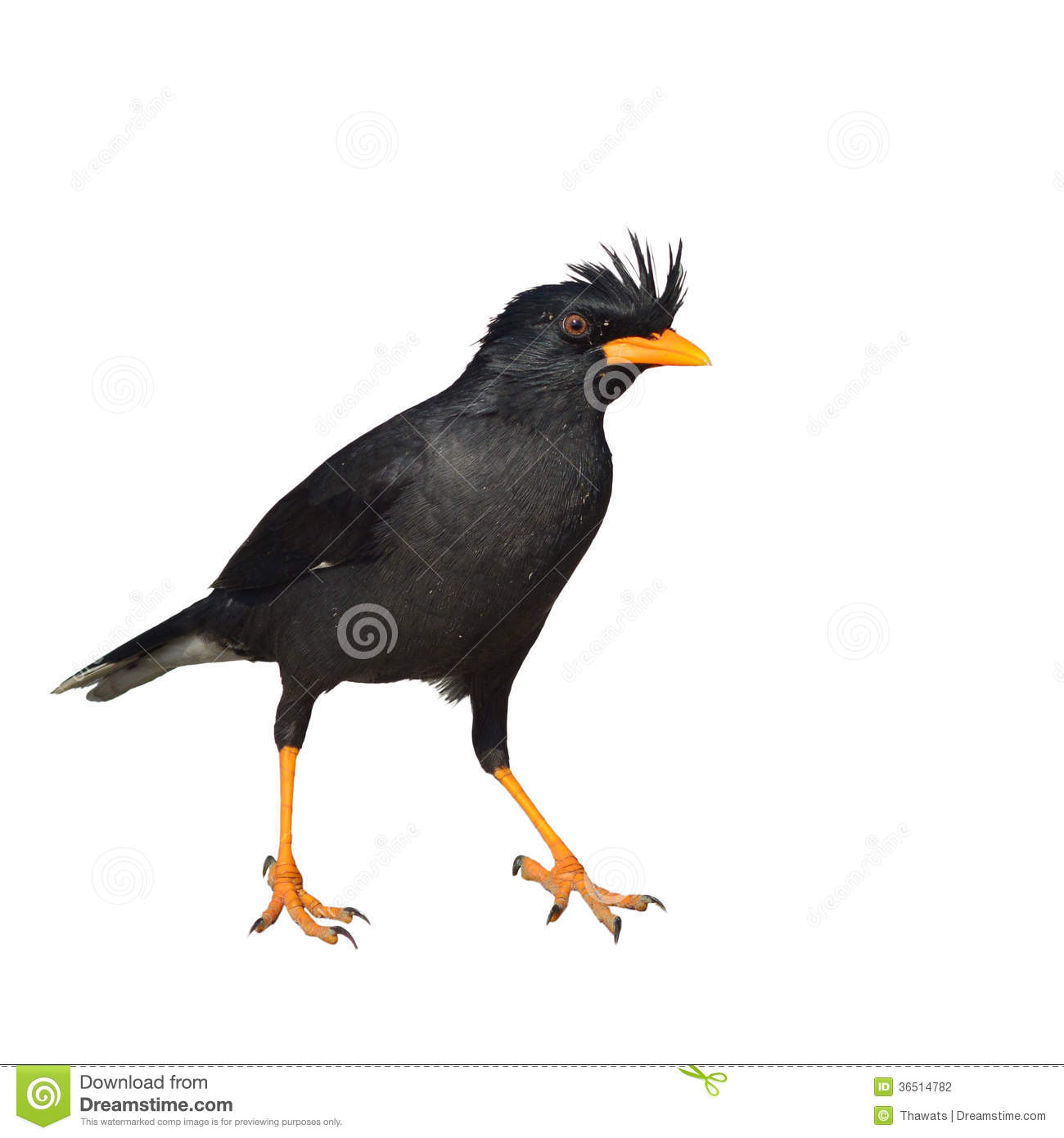 Myna clipart #1, Download drawings