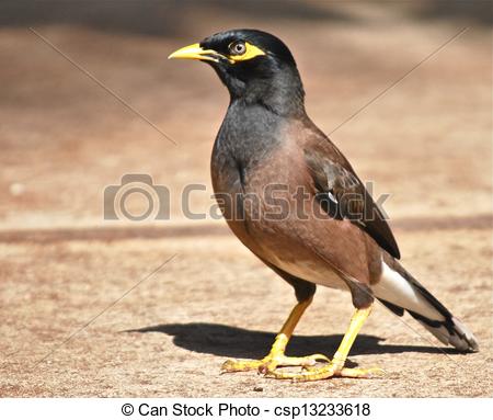 Myna clipart #14, Download drawings