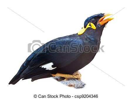 Myna clipart #15, Download drawings
