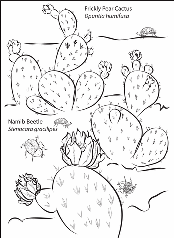 Namib Desert coloring #16, Download drawings
