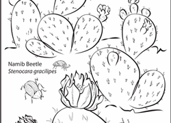 Namib Desert coloring #20, Download drawings