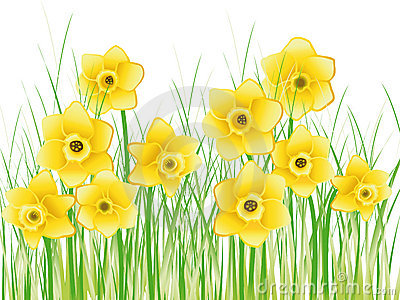 Narcissus clipart #14, Download drawings