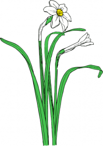Narcissus clipart #13, Download drawings