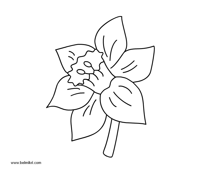 Narcissus coloring #14, Download drawings